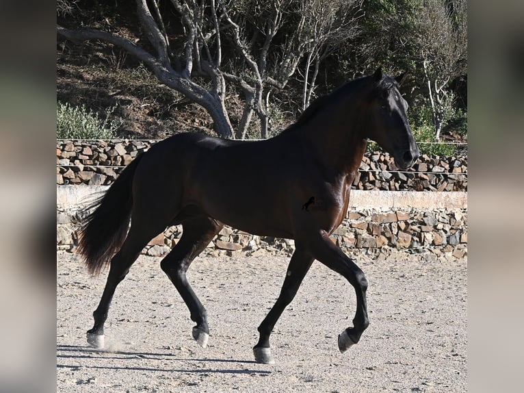 Minorchino Stallone 3 Anni 164 cm Morello in Menorca