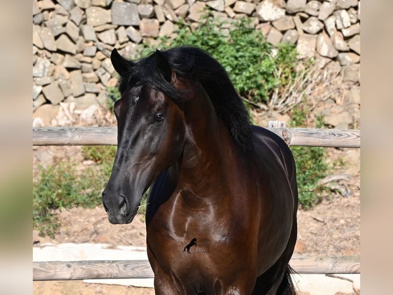 Minorchino Stallone 3 Anni 164 cm Morello in Menorca