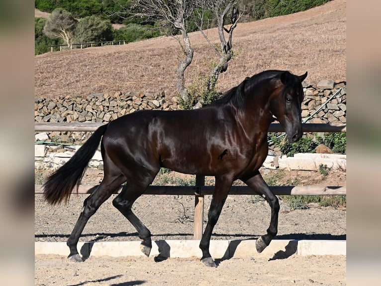 Minorchino Stallone 3 Anni 164 cm Morello in Menorca