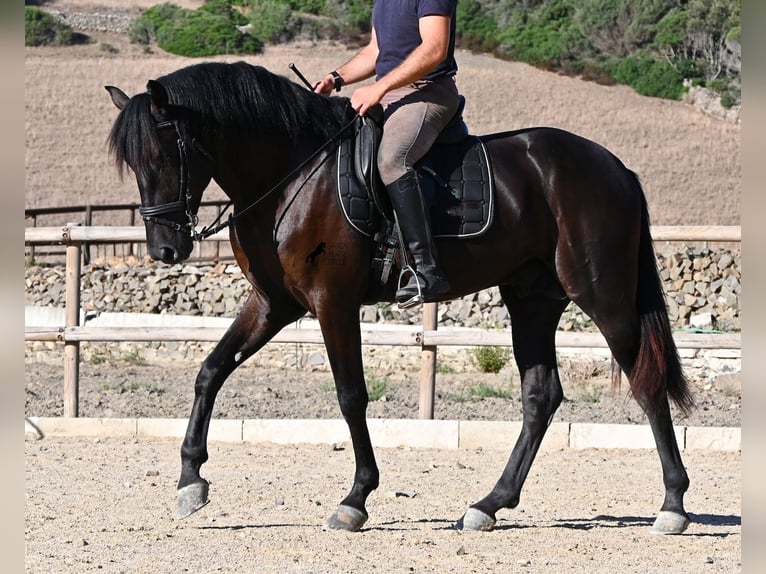 Minorchino Stallone 3 Anni 164 cm Morello in Menorca