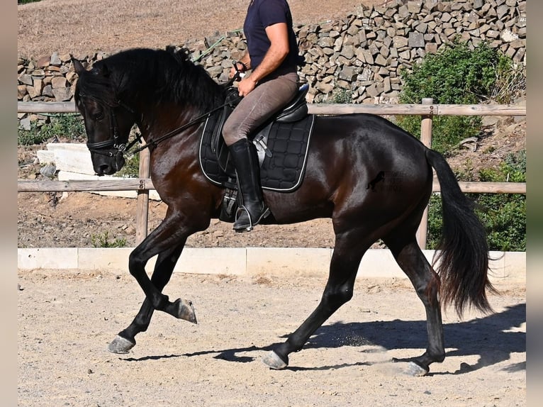 Minorchino Stallone 3 Anni 164 cm Morello in Menorca