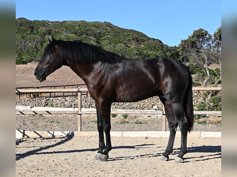 Minorchino Stallone 3 Anni 164 cm Morello in Menorca