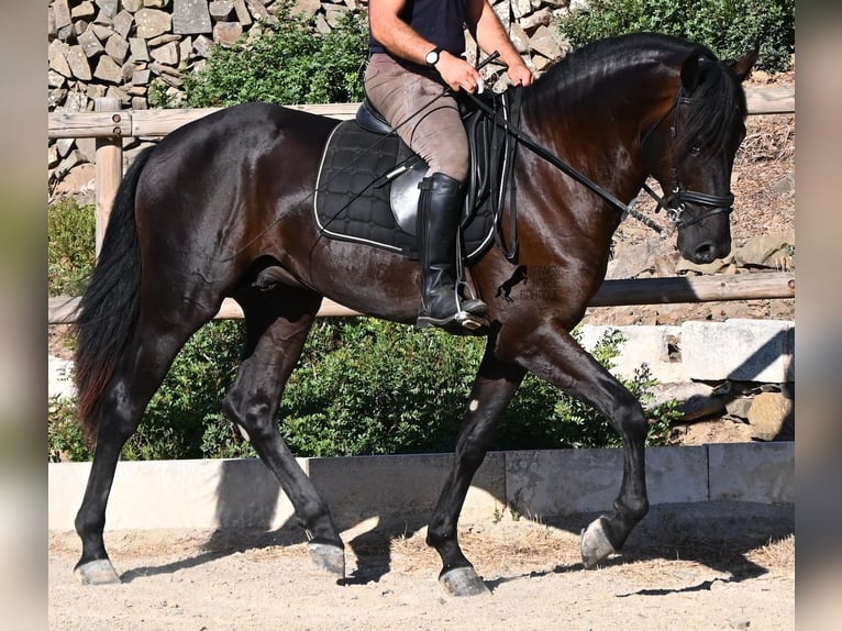 Minorchino Stallone 3 Anni 164 cm Morello in Menorca