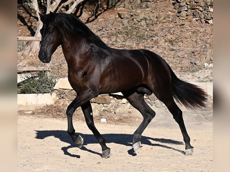 Minorchino Stallone 3 Anni 164 cm Morello in Menorca
