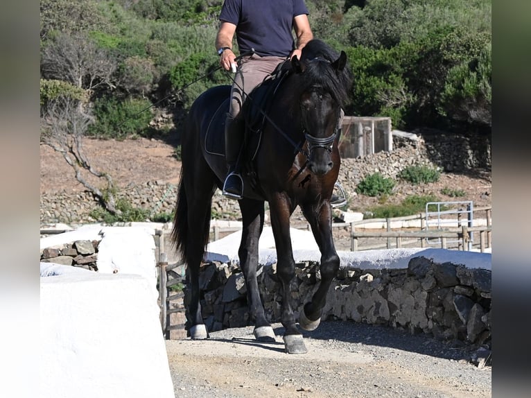 Minorchino Stallone 3 Anni 164 cm Morello in Menorca