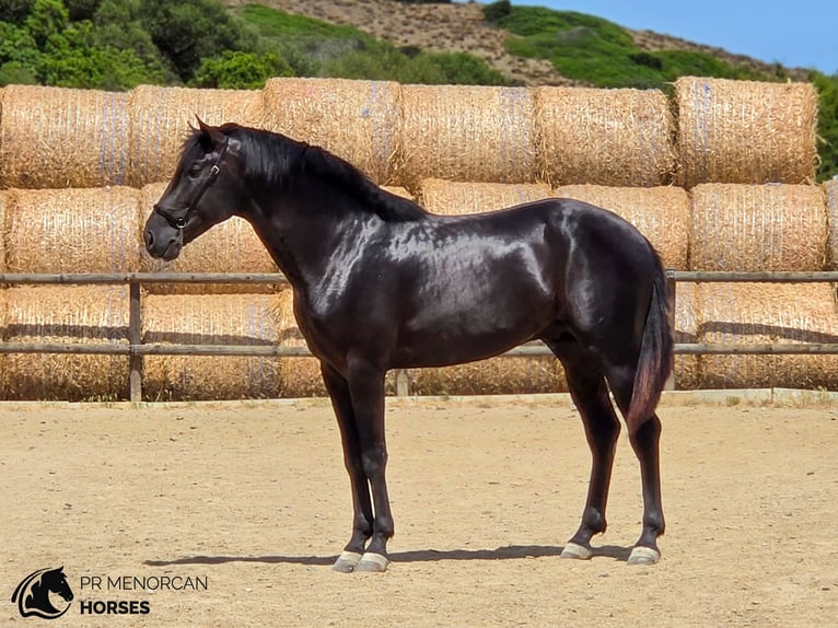 Minorchino Stallone 3 Anni 165 cm Morello in Menorca