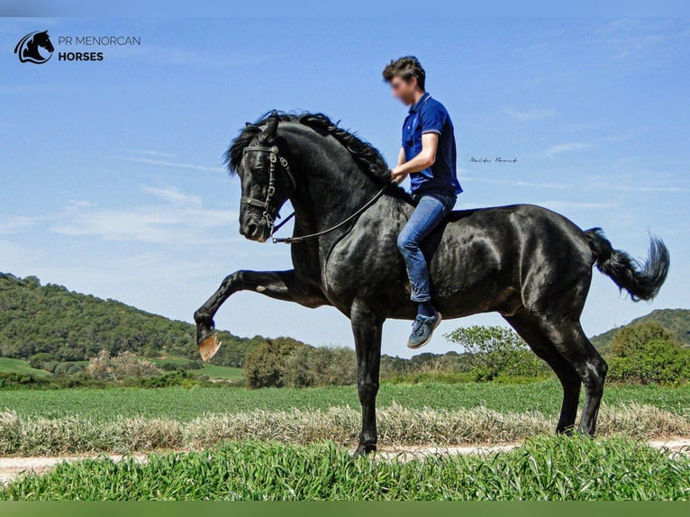 Minorchino Stallone 3 Anni 166 cm Morello in Pilona