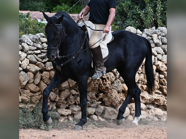 Minorchino Stallone 3 Anni 167 cm Morello in Menorca