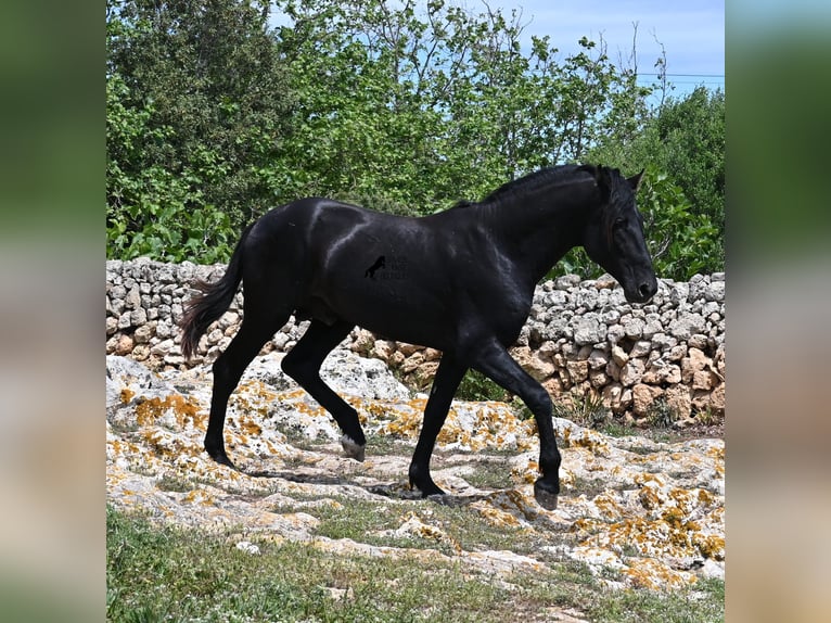 Minorchino Stallone 3 Anni 167 cm Morello in Menorca