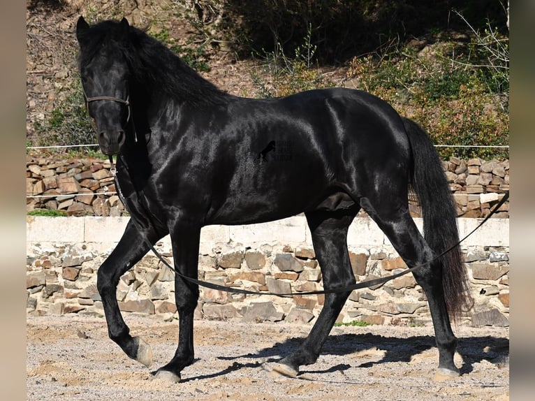 Minorchino Stallone 4 Anni 152 cm Morello in Menorca