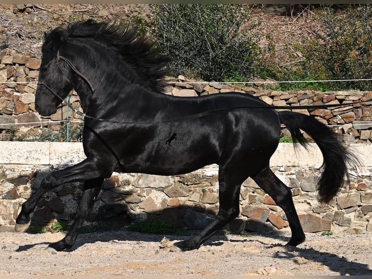 Minorchino Stallone 4 Anni 152 cm Morello in Menorca