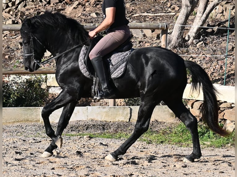Minorchino Stallone 4 Anni 152 cm Morello in Menorca