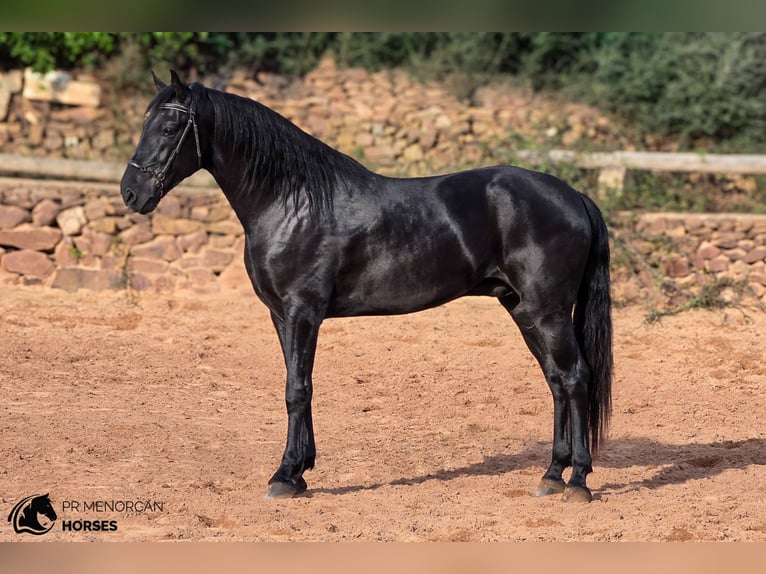 Minorchino Stallone 4 Anni 161 cm Morello in Ciutadella De Menorca
