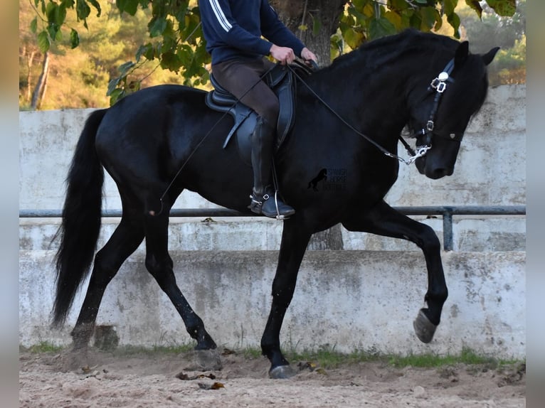 Minorchino Stallone 4 Anni 164 cm Morello in Menorca