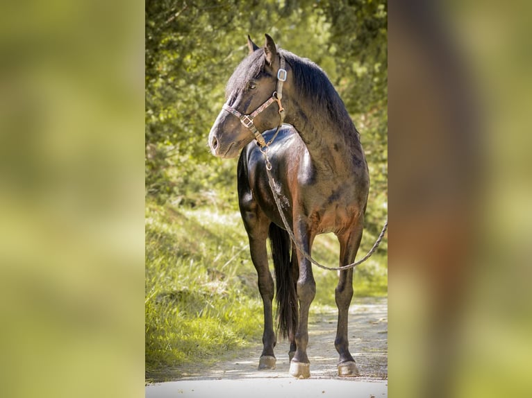 Minorchino Stallone 5 Anni 160 cm Morello in Fleurance