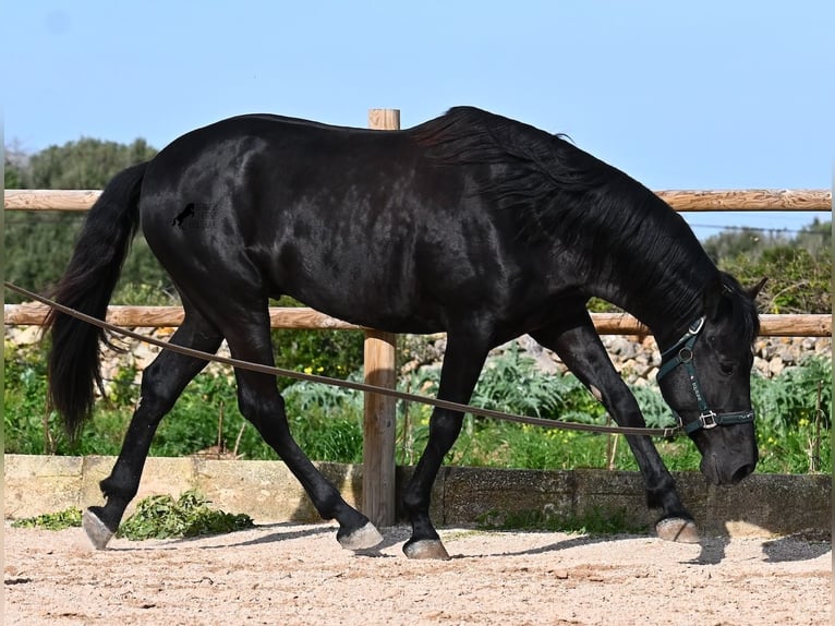 Minorchino Stallone 5 Anni 162 cm  in Menorca