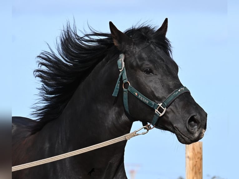 Minorchino Stallone 5 Anni 162 cm  in Menorca