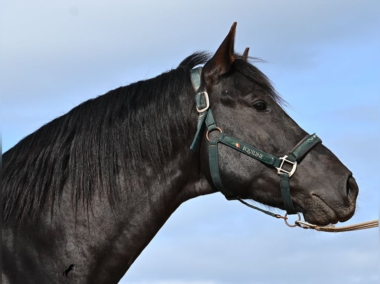 Minorchino Stallone 5 Anni 162 cm  in Menorca
