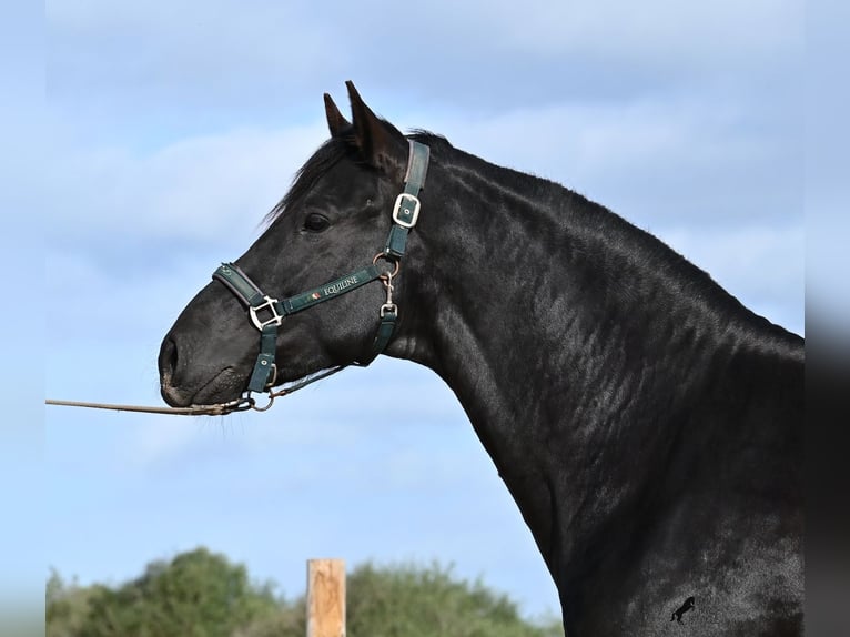 Minorchino Stallone 5 Anni 162 cm  in Menorca