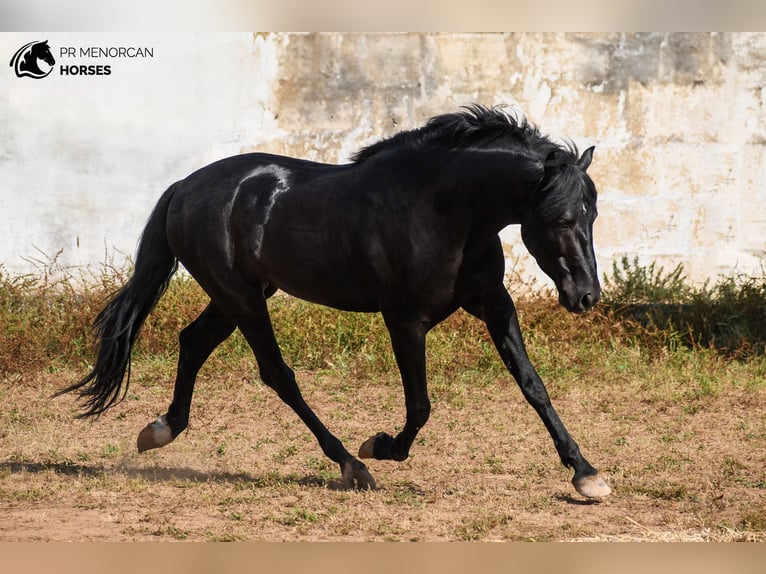 Minorchino Stallone 5 Anni 162 cm Morello in Menorca
