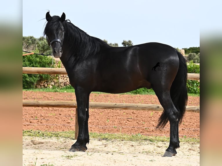 Minorchino Stallone 5 Anni 164 cm Morello in Menorca