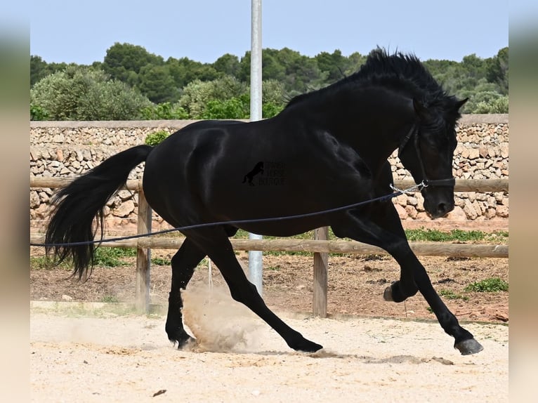 Minorchino Stallone 5 Anni 164 cm Morello in Menorca