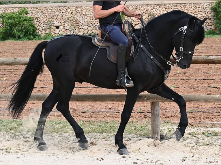 Minorchino Stallone 5 Anni 164 cm Morello in Menorca