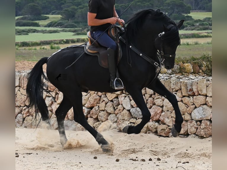Minorchino Stallone 5 Anni 164 cm Morello in Menorca