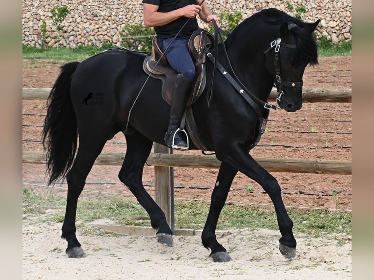 Minorchino Stallone 5 Anni 164 cm Morello in Menorca