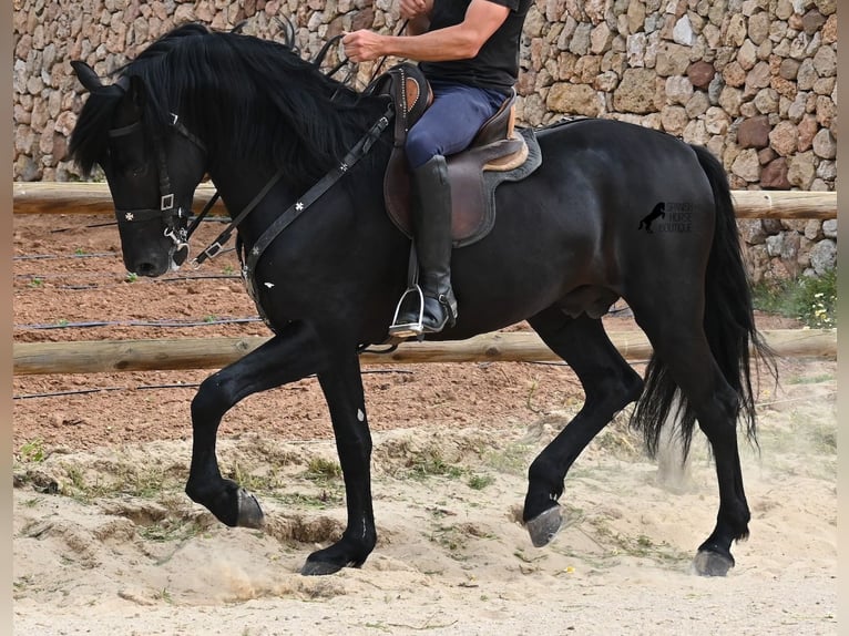 Minorchino Stallone 5 Anni 164 cm Morello in Menorca