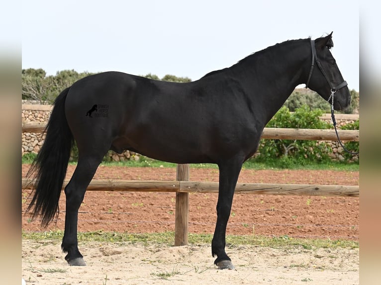 Minorchino Stallone 5 Anni 164 cm Morello in Menorca