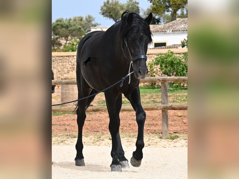 Minorchino Stallone 5 Anni 164 cm Morello in Menorca