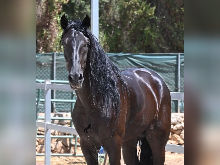 Minorchino Stallone 5 Anni 169 cm Morello in Mallorca