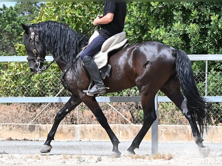 Minorchino Stallone 5 Anni 169 cm Morello in Mallorca