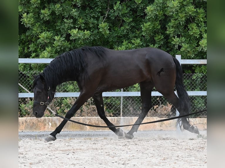 Minorchino Stallone 5 Anni 169 cm Morello in Mallorca
