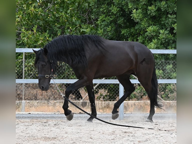 Minorchino Stallone 5 Anni 169 cm Morello in Mallorca
