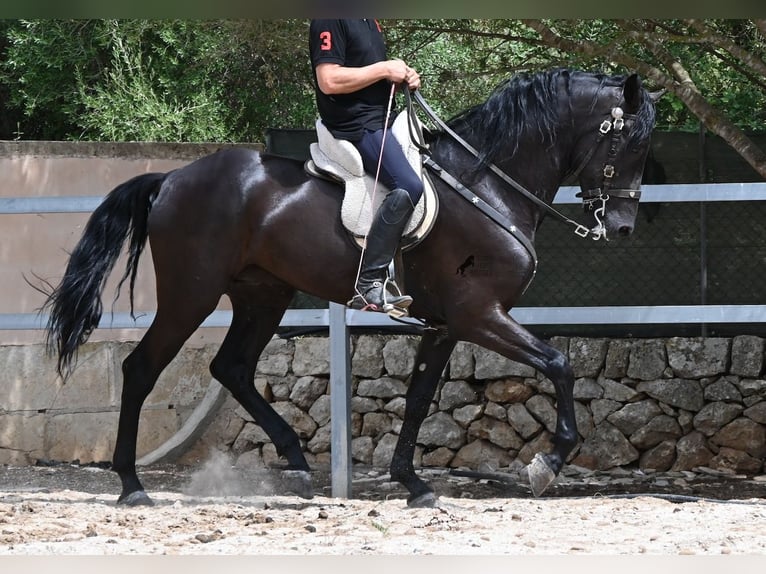 Minorchino Stallone 5 Anni 169 cm Morello in Mallorca