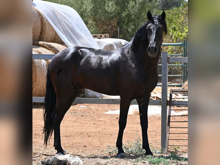 Minorchino Stallone 5 Anni 169 cm Morello in Mallorca