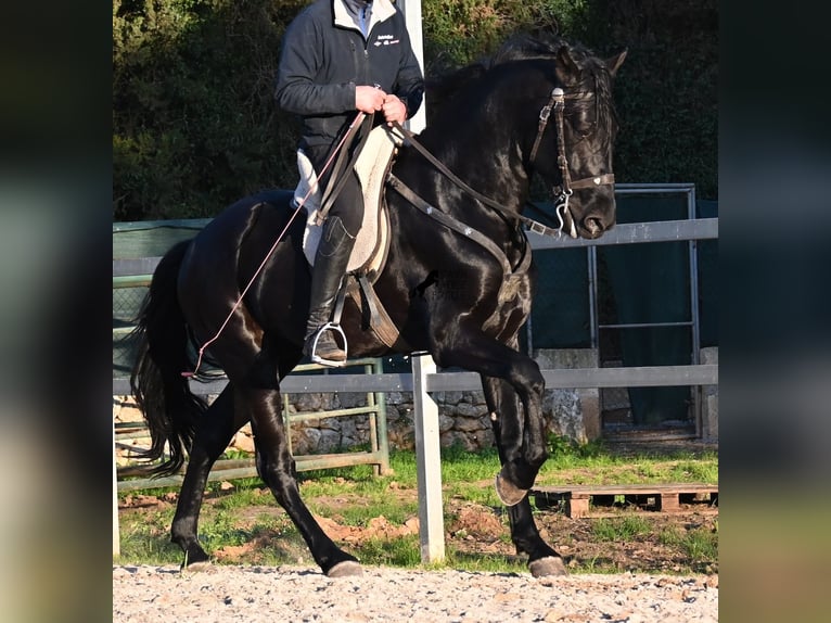 Minorchino Stallone 5 Anni 169 cm Morello in Mallorca