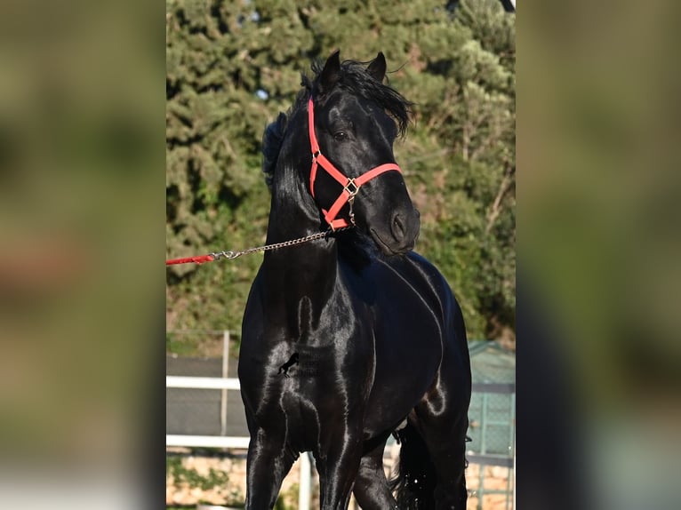 Minorchino Stallone 5 Anni 169 cm Morello in Mallorca