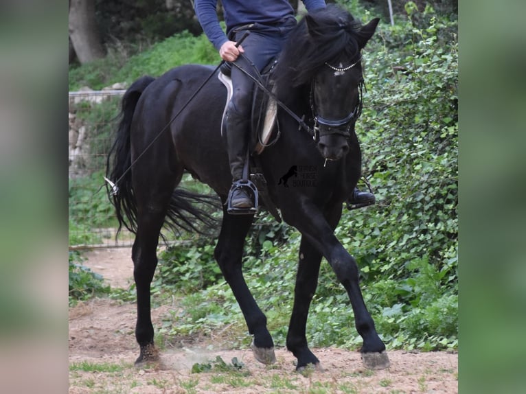 Minorchino Stallone 6 Anni 159 cm Morello in Menorca