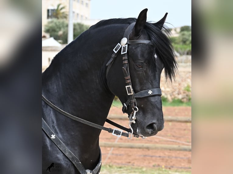 Minorchino Stallone 6 Anni 164 cm Morello in Menorca