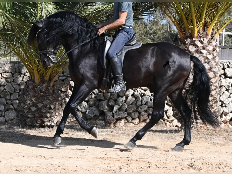 Minorchino Stallone 6 Anni 164 cm Morello in Menorca