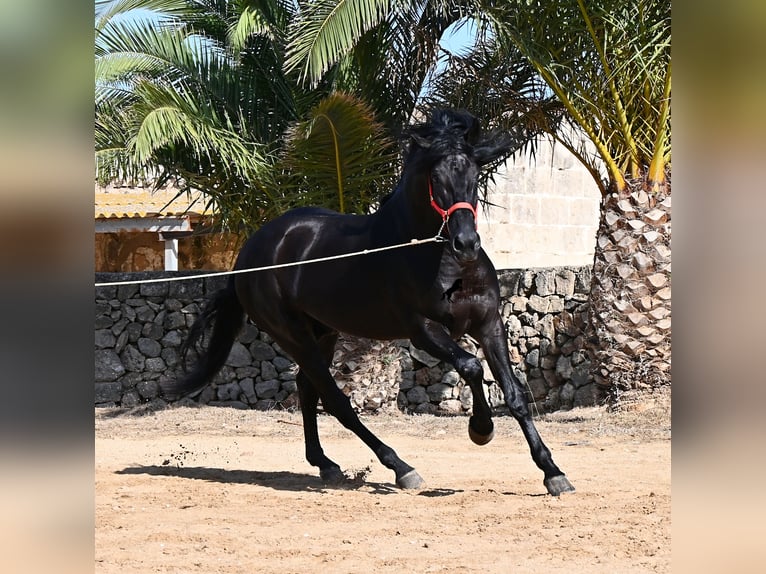 Minorchino Stallone 6 Anni 164 cm Morello in Menorca