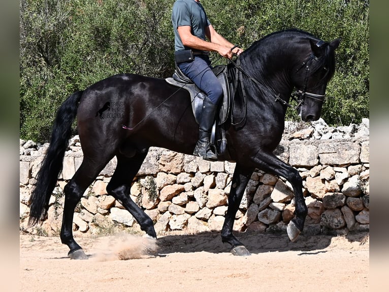 Minorchino Stallone 6 Anni 164 cm Morello in Menorca