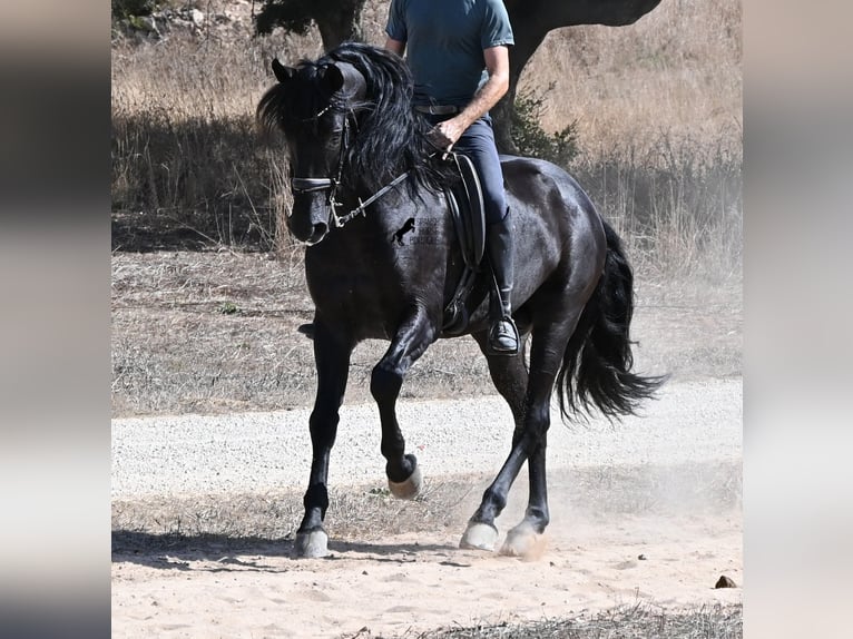 Minorchino Stallone 6 Anni 164 cm Morello in Menorca