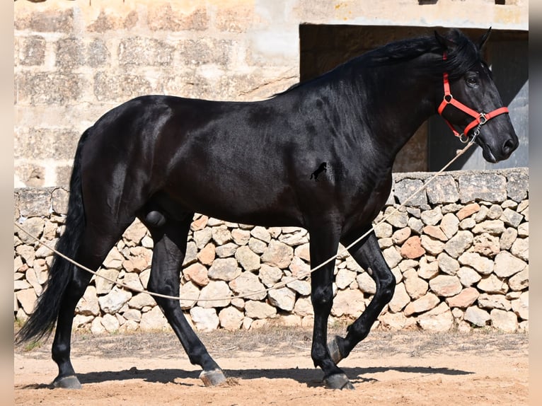 Minorchino Stallone 6 Anni 164 cm Morello in Menorca