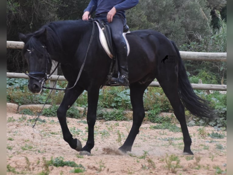 Minorchino Stallone 7 Anni 159 cm Morello in Menorca