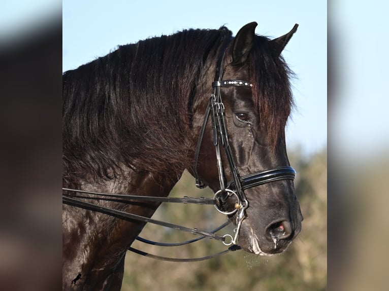 Minorchino Stallone 9 Anni 174 cm Morello in Menorca