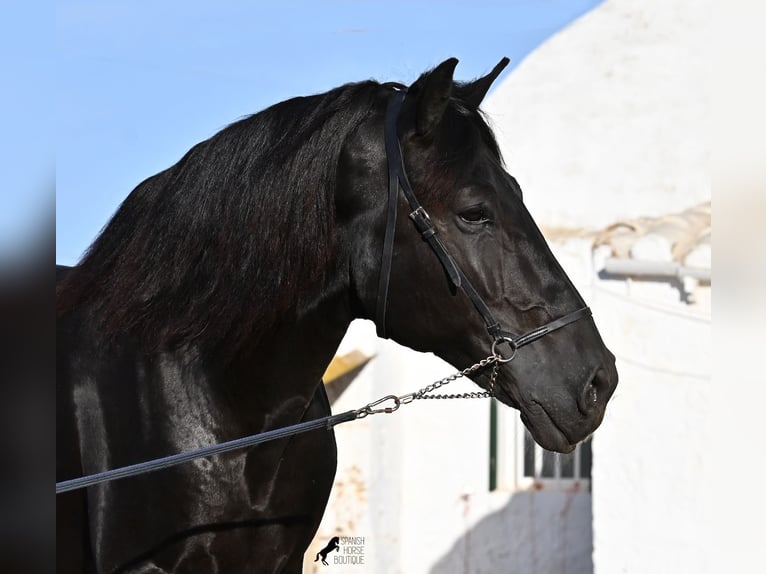 Minorchino Stallone 9 Anni 174 cm Morello in Menorca